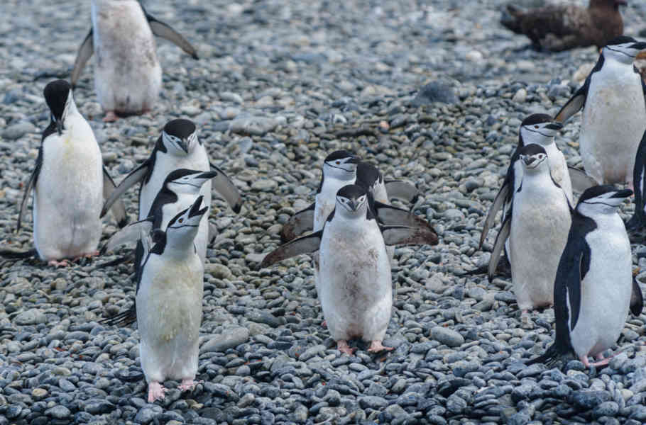 Pingüino Chinstrap - islas Georgias del Sur 11.jpg